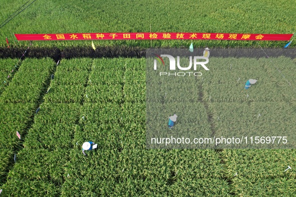 Seed inspectors compete to determine the purity of rice seeds in a paddy field at the National (Hangzhou Lin 'an) crop variety Area test sta...