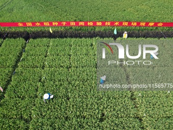 Seed inspectors compete to determine the purity of rice seeds in a paddy field at the National (Hangzhou Lin 'an) crop variety Area test sta...