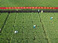 Seed inspectors compete to determine the purity of rice seeds in a paddy field at the National (Hangzhou Lin 'an) crop variety Area test sta...