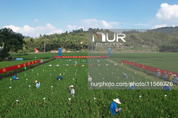 Seed inspectors compete to determine the purity of rice seeds in a paddy field at the National (Hangzhou Lin 'an) crop variety Area test sta...