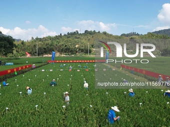 Seed inspectors compete to determine the purity of rice seeds in a paddy field at the National (Hangzhou Lin 'an) crop variety Area test sta...