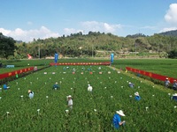 Seed inspectors compete to determine the purity of rice seeds in a paddy field at the National (Hangzhou Lin 'an) crop variety Area test sta...