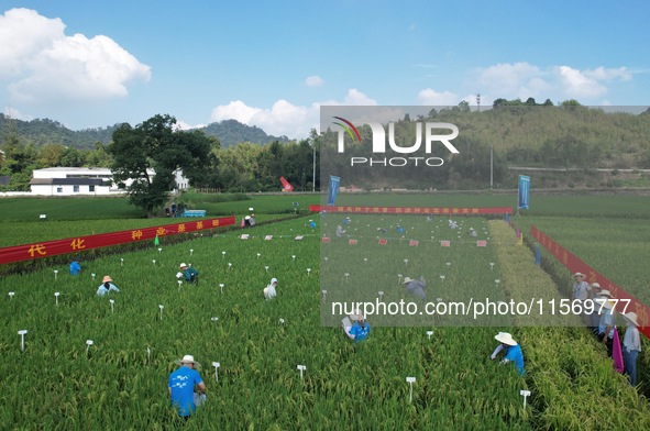 Seed inspectors compete to determine the purity of rice seeds in a paddy field at the National (Hangzhou Lin 'an) crop variety Area test sta...