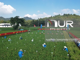 Seed inspectors compete to determine the purity of rice seeds in a paddy field at the National (Hangzhou Lin 'an) crop variety Area test sta...