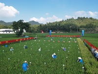 Seed inspectors compete to determine the purity of rice seeds in a paddy field at the National (Hangzhou Lin 'an) crop variety Area test sta...