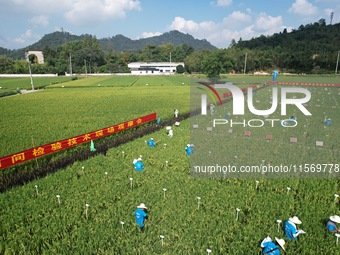 Seed inspectors compete to determine the purity of rice seeds in a paddy field at the National (Hangzhou Lin 'an) crop variety Area test sta...