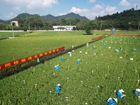 Seed inspectors compete to determine the purity of rice seeds in a paddy field at the National (Hangzhou Lin 'an) crop variety Area test sta...