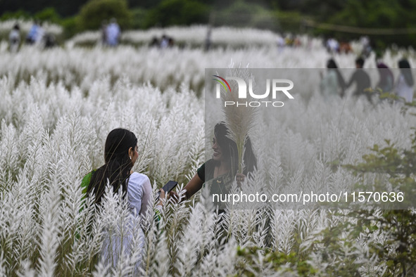 People visit the kans grass flower field in the afternoon in the Saraighat area in Dhaka, Bangladesh, on September 13, 2024. 