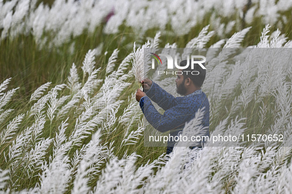 A boy holds a kans grass flower in a kans grass flower field in the afternoon in Dhaka, Bangladesh, on September 13, 2024. 