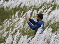 A boy holds a kans grass flower in a kans grass flower field in the afternoon in Dhaka, Bangladesh, on September 13, 2024. (