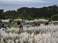 People visit the kans grass flower field in the afternoon in the Saraighat area in Dhaka, Bangladesh, on September 13, 2024. (