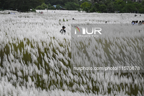 People visit the kans grass flower field in the afternoon in the Saraighat area in Dhaka, Bangladesh, on September 13, 2024. 