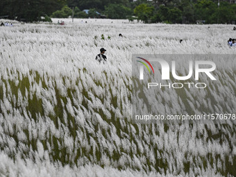 People visit the kans grass flower field in the afternoon in the Saraighat area in Dhaka, Bangladesh, on September 13, 2024. (