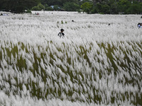 People visit the kans grass flower field in the afternoon in the Saraighat area in Dhaka, Bangladesh, on September 13, 2024. (