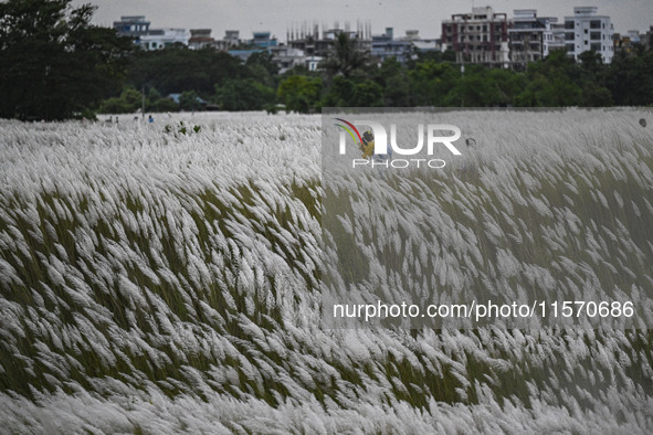 People visit the kans grass flower field in the afternoon in the Saraighat area in Dhaka, Bangladesh, on September 13, 2024. 