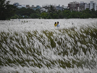 People visit the kans grass flower field in the afternoon in the Saraighat area in Dhaka, Bangladesh, on September 13, 2024. (