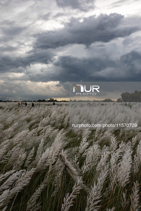 People visit a Kans grass flower field in the Sarighat area in Dhaka, Bangladesh, on September 13, 2024. 