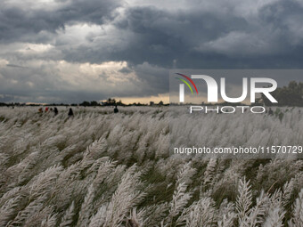 People visit a Kans grass flower field in the Sarighat area in Dhaka, Bangladesh, on September 13, 2024. (