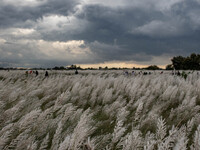 People visit a Kans grass flower field in the Sarighat area in Dhaka, Bangladesh, on September 13, 2024. (