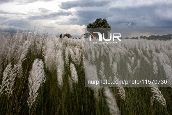 People Visit A Kans Grass Flower Field On The Afternoon Of The Weekend, At The Sarighat Area In Dhaka, Bangladesh, On Friday, September 13,...