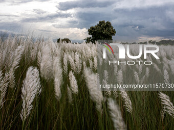 People Visit A Kans Grass Flower Field On The Afternoon Of The Weekend, At The Sarighat Area In Dhaka, Bangladesh, On Friday, September 13,...