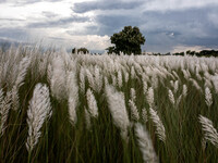 People Visit A Kans Grass Flower Field On The Afternoon Of The Weekend, At The Sarighat Area In Dhaka, Bangladesh, On Friday, September 13,...