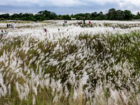 People Visit A Kans Grass Flower Field On The Afternoon Of The Weekend, At The Sarighat Area In Dhaka, Bangladesh, On Friday, September 13,...