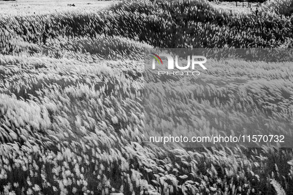 People Visit A Kans Grass Flower Field On The Afternoon Of The Weekend, At The Sarighat Area In Dhaka, Bangladesh, On Friday, September 13,...