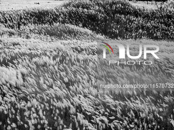 People Visit A Kans Grass Flower Field On The Afternoon Of The Weekend, At The Sarighat Area In Dhaka, Bangladesh, On Friday, September 13,...