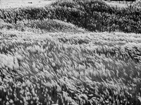 People Visit A Kans Grass Flower Field On The Afternoon Of The Weekend, At The Sarighat Area In Dhaka, Bangladesh, On Friday, September 13,...