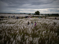 People Visit A Kans Grass Flower Field On The Afternoon Of The Weekend, At The Sarighat Area In Dhaka, Bangladesh, On Friday, September 13,...