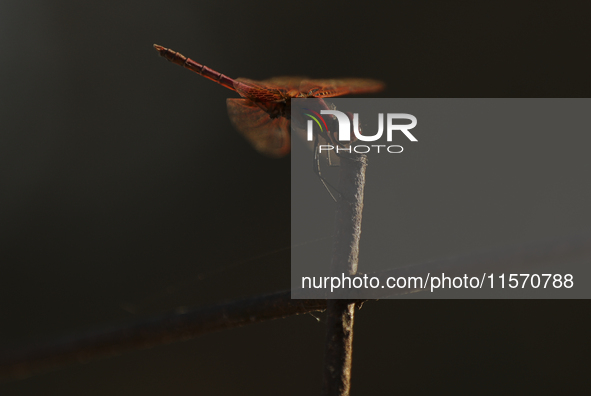 The rays of the setting sun illuminate the wings of a blood-red dragonfly perched on an iron rod in the countryside on the outskirts of Lima...