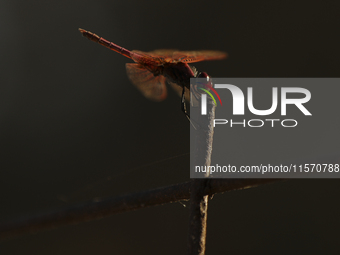 The rays of the setting sun illuminate the wings of a blood-red dragonfly perched on an iron rod in the countryside on the outskirts of Lima...