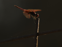 The rays of the setting sun illuminate the wings of a blood-red dragonfly perched on an iron rod in the countryside on the outskirts of Lima...