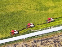 Villagers drive harvesters to harvest rice in a high-standard farmland in Chongqing, China, on September 13, 2024. (