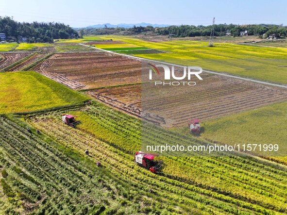 Villagers drive harvesters to harvest rice in a high-standard farmland in Chongqing, China, on September 13, 2024. 