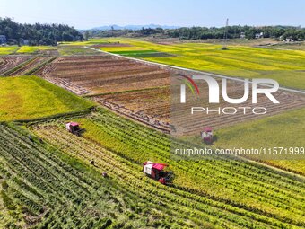 Villagers drive harvesters to harvest rice in a high-standard farmland in Chongqing, China, on September 13, 2024. (