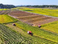 Villagers drive harvesters to harvest rice in a high-standard farmland in Chongqing, China, on September 13, 2024. (