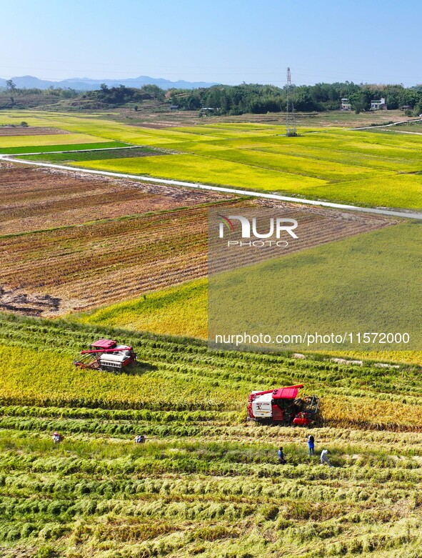 Villagers drive harvesters to harvest rice in a high-standard farmland in Chongqing, China, on September 13, 2024. 