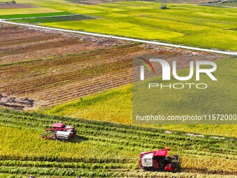 Villagers drive harvesters to harvest rice in a high-standard farmland in Chongqing, China, on September 13, 2024. (