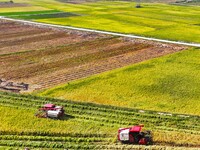 Villagers drive harvesters to harvest rice in a high-standard farmland in Chongqing, China, on September 13, 2024. (