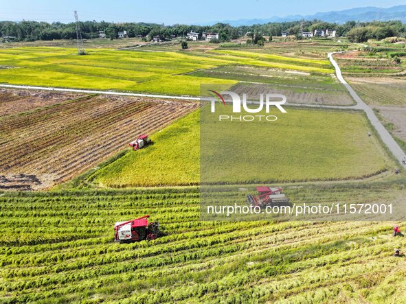 Villagers drive harvesters to harvest rice in a high-standard farmland in Chongqing, China, on September 13, 2024. 