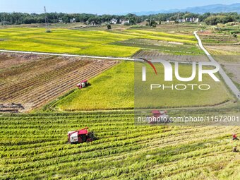 Villagers drive harvesters to harvest rice in a high-standard farmland in Chongqing, China, on September 13, 2024. (