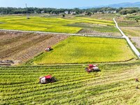 Villagers drive harvesters to harvest rice in a high-standard farmland in Chongqing, China, on September 13, 2024. (