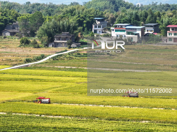 Villagers drive harvesters to harvest rice in a high-standard farmland in Chongqing, China, on September 13, 2024. 