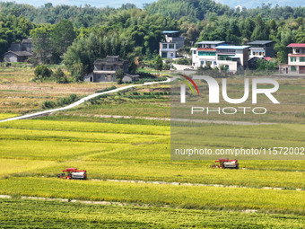 Villagers drive harvesters to harvest rice in a high-standard farmland in Chongqing, China, on September 13, 2024. (