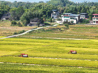 Villagers drive harvesters to harvest rice in a high-standard farmland in Chongqing, China, on September 13, 2024. (