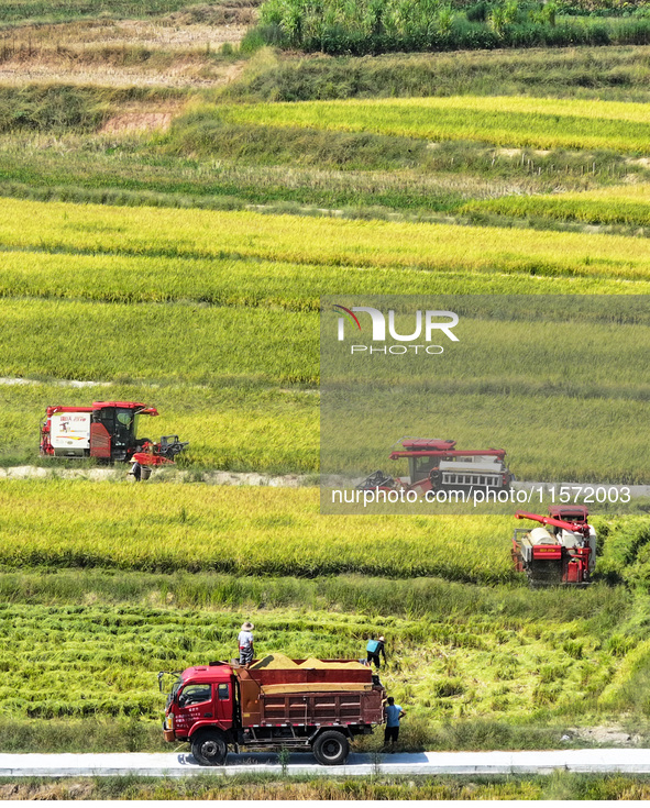 Villagers drive harvesters to harvest rice in a high-standard farmland in Chongqing, China, on September 13, 2024. 