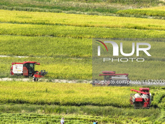 Villagers drive harvesters to harvest rice in a high-standard farmland in Chongqing, China, on September 13, 2024. (