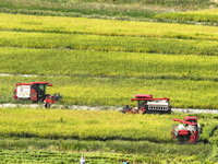 Villagers drive harvesters to harvest rice in a high-standard farmland in Chongqing, China, on September 13, 2024. (